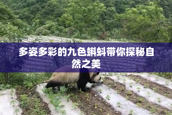 多姿多彩的九色蝌蚪带你探秘自然之美