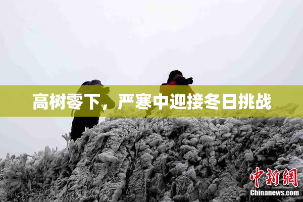 高树零下，严寒中迎接冬日挑战