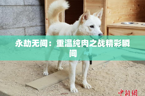 永劫无间：重温纯肉之战精彩瞬间