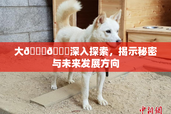 大🐔🐔深入探索，揭示秘密与未来发展方向