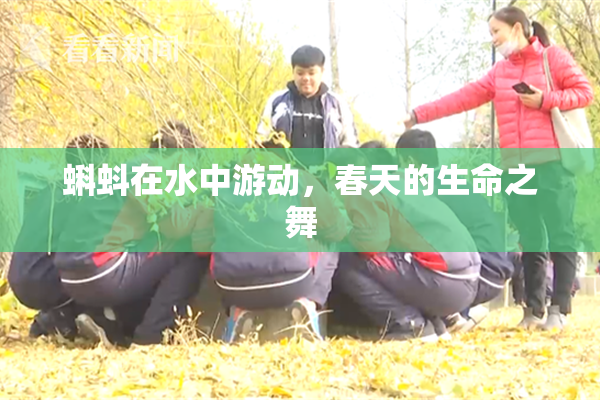 蝌蚪在水中游动，春天的生命之舞