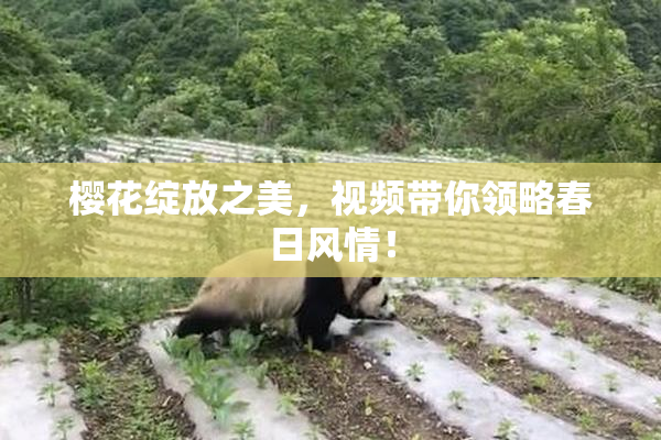 樱花绽放之美，视频带你领略春日风情！