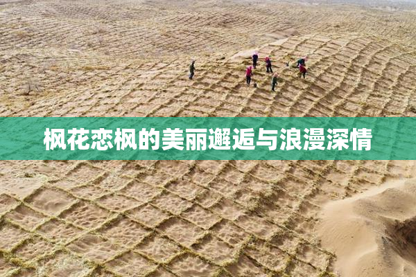 枫花恋枫的美丽邂逅与浪漫深情