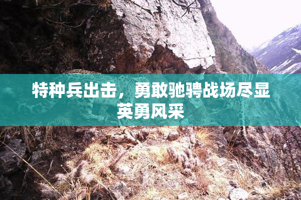 特种兵出击，勇敢驰骋战场尽显英勇风采