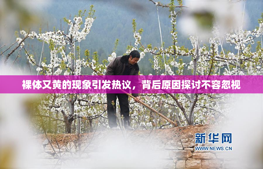 裸体又黄的现象引发热议，背后原因探讨不容忽视