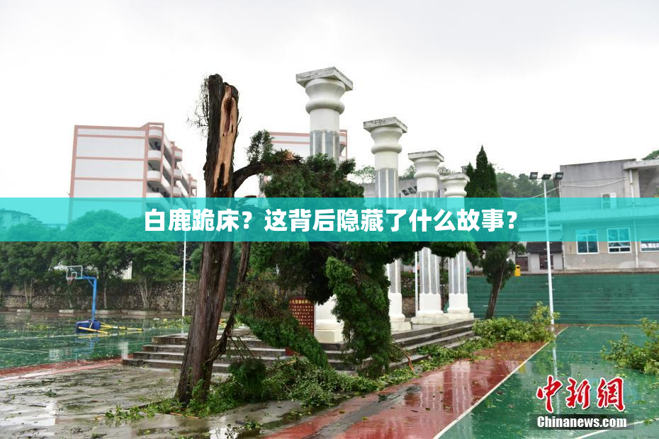 白鹿跪床？这背后隐藏了什么故事？
