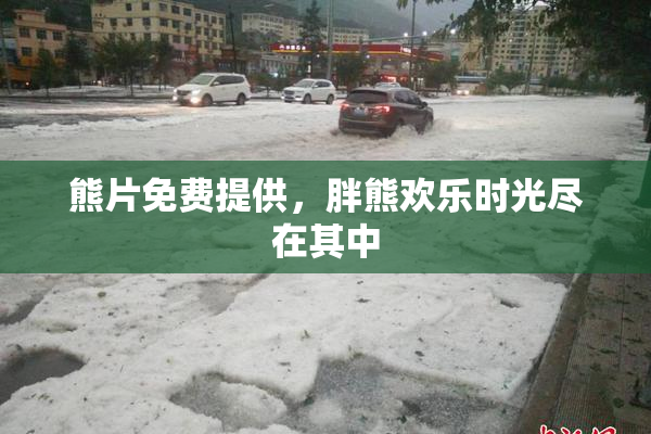 熊片免费提供，胖熊欢乐时光尽在其中