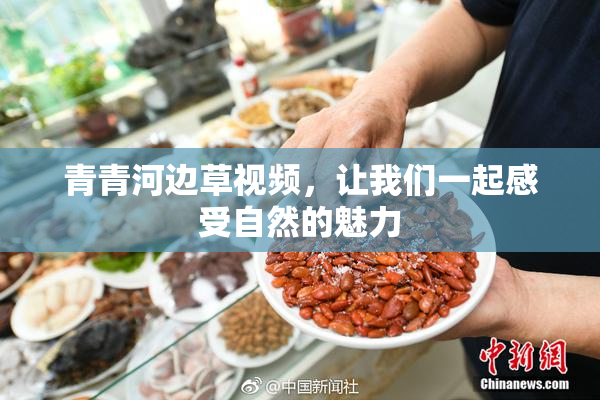 青青河边草视频，让我们一起感受自然的魅力
