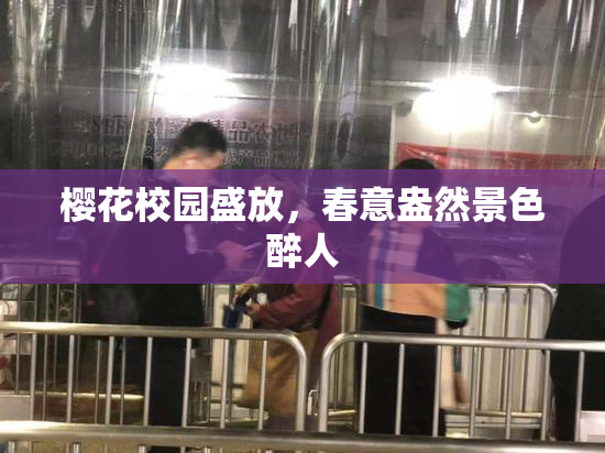 樱花校园盛放，春意盎然景色醉人