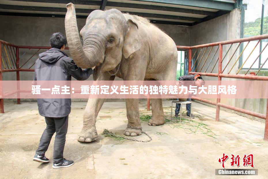 骚一点主：重新定义生活的独特魅力与大胆风格