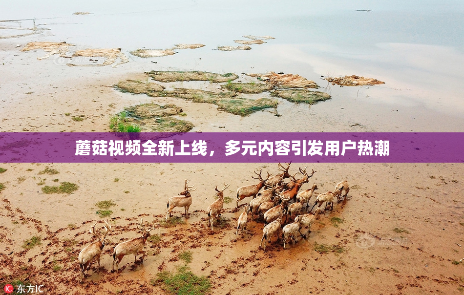 蘑菇视频全新上线，多元内容引发用户热潮