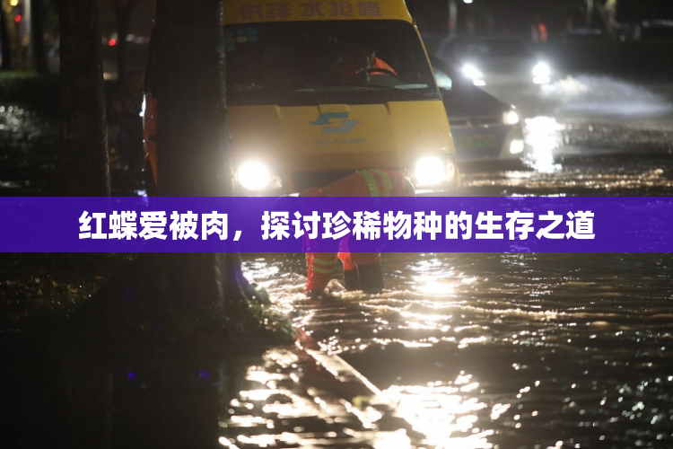 红蝶爱被肉，探讨珍稀物种的生存之道