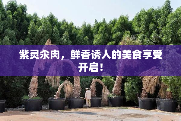紫灵汆肉，鲜香诱人的美食享受开启！
