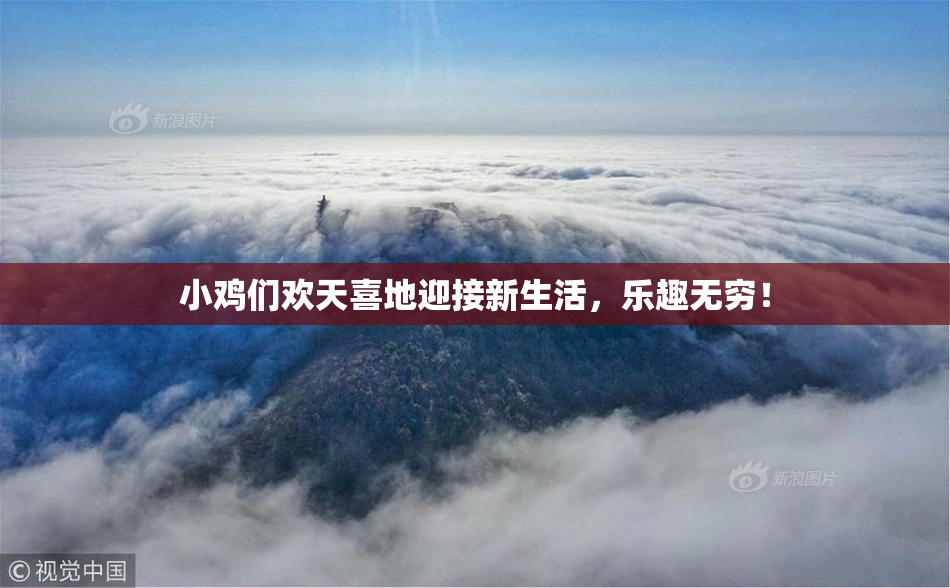 小鸡们欢天喜地迎接新生活，乐趣无穷！