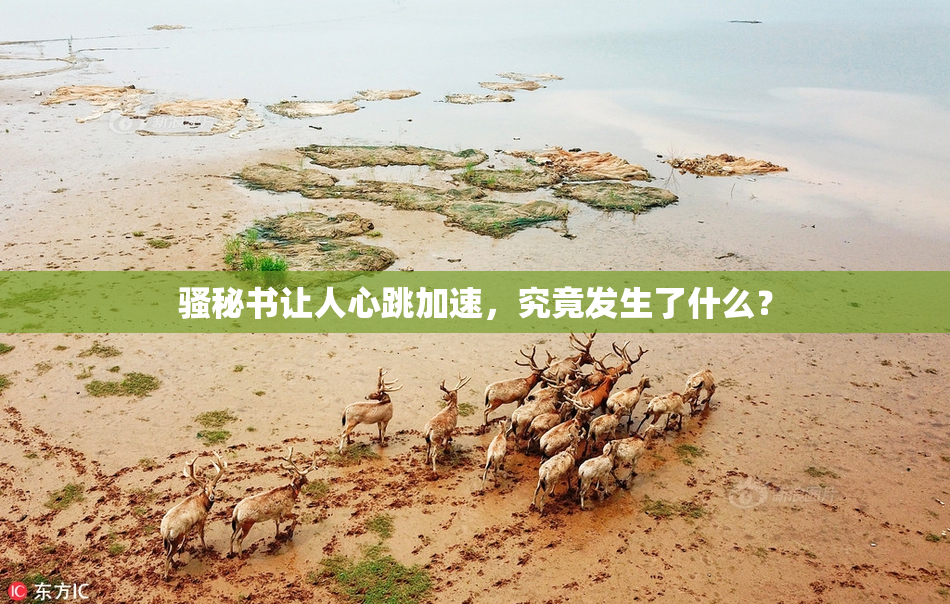 骚秘书让人心跳加速，究竟发生了什么？