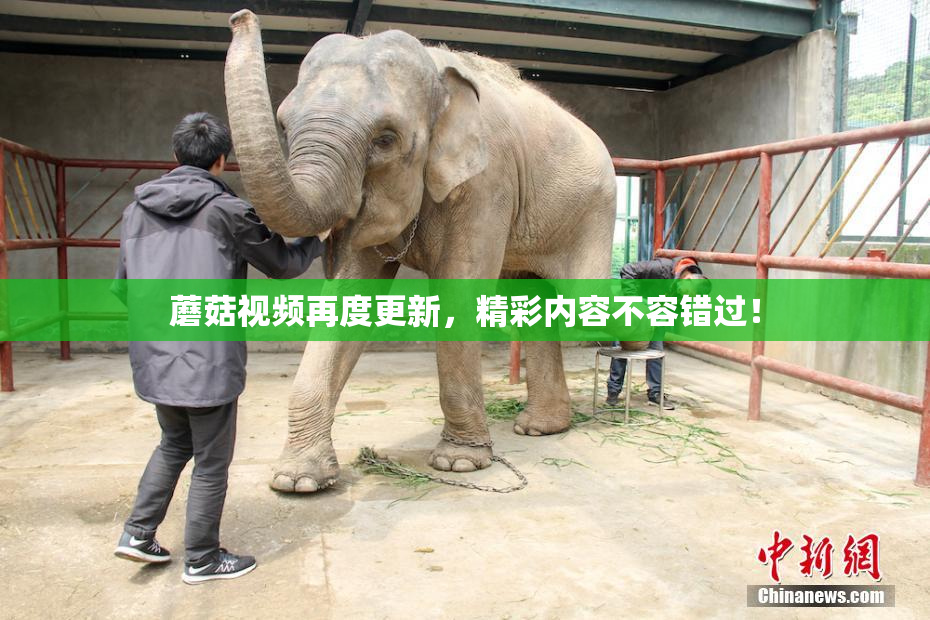蘑菇视频再度更新，精彩内容不容错过！