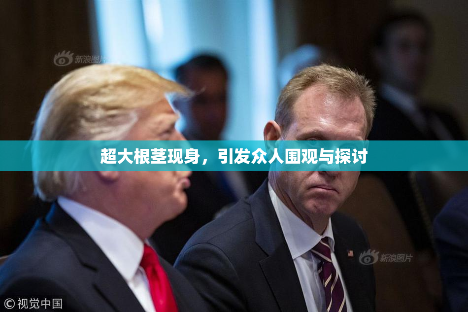 超大根茎现身，引发众人围观与探讨