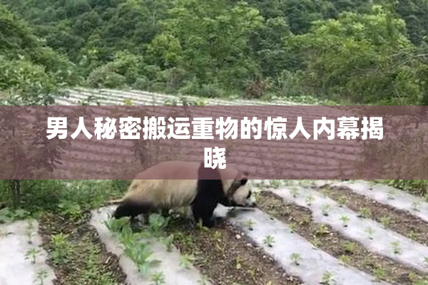 男人秘密搬运重物的惊人内幕揭晓