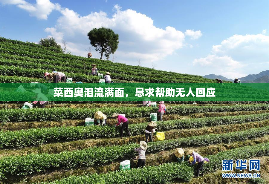 菜西奥泪流满面，恳求帮助无人回应
