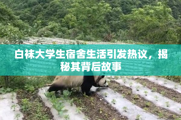 白袜大学生宿舍生活引发热议，揭秘其背后故事