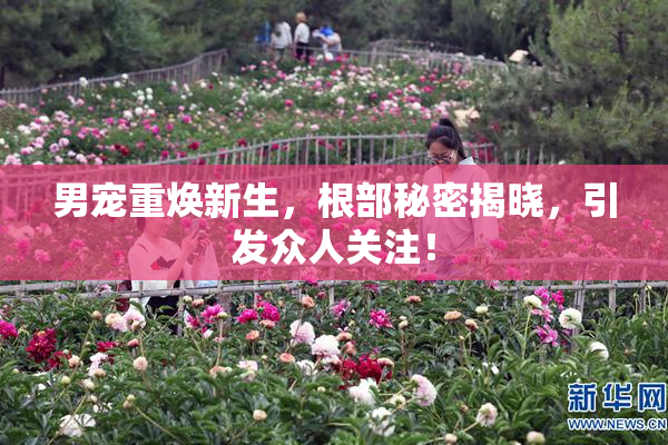 男宠重焕新生，根部秘密揭晓，引发众人关注！