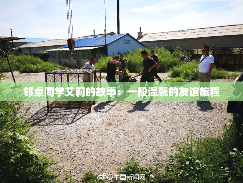 邻桌同学艾莉的故事：一段温馨的友谊旅程
