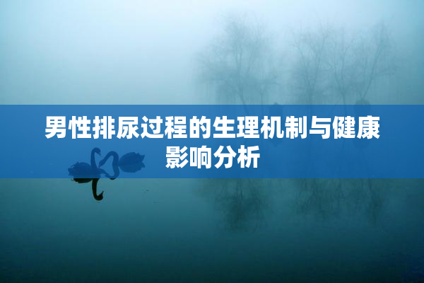 男性排尿过程的生理机制与健康影响分析
