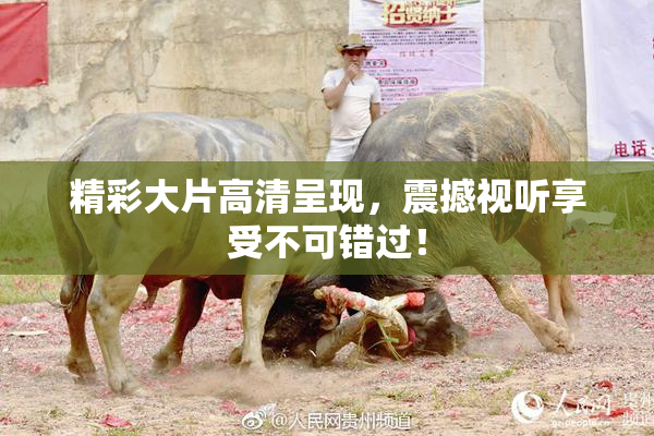 精彩大片高清呈现，震撼视听享受不可错过！