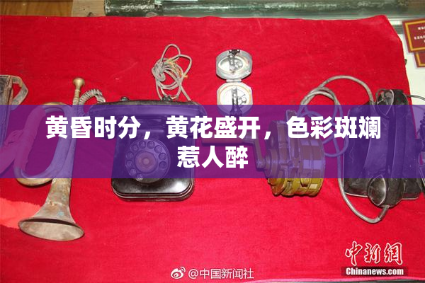黄昏时分，黄花盛开，色彩斑斓惹人醉