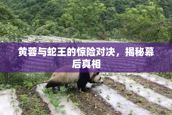 黄蓉与蛇王的惊险对决，揭秘幕后真相