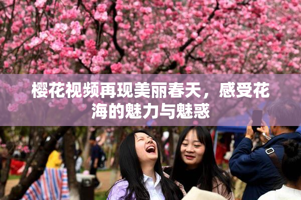 樱花视频再现美丽春天，感受花海的魅力与魅惑
