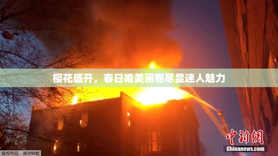 樱花盛开，春日唯美画卷尽显迷人魅力