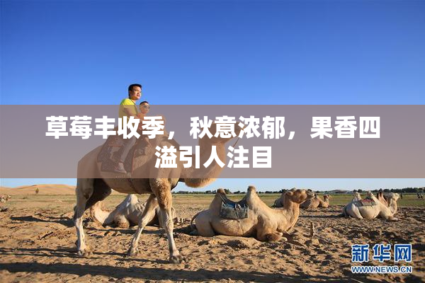 草莓丰收季，秋意浓郁，果香四溢引人注目