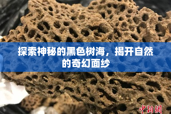 探索神秘的黑色树海，揭开自然的奇幻面纱