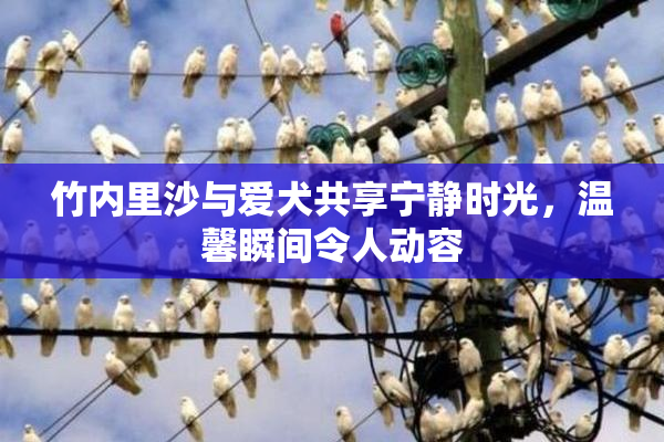 竹内里沙与爱犬共享宁静时光，温馨瞬间令人动容
