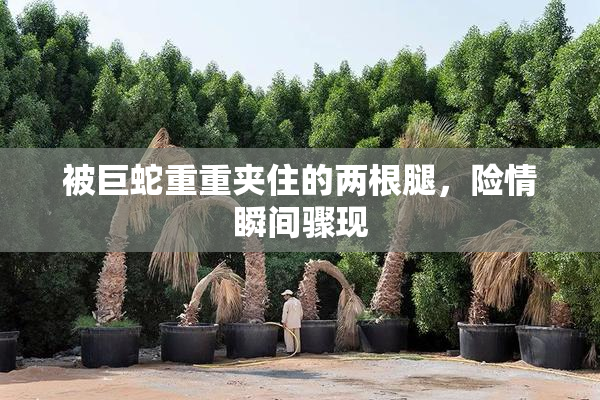 被巨蛇重重夹住的两根腿，险情瞬间骤现