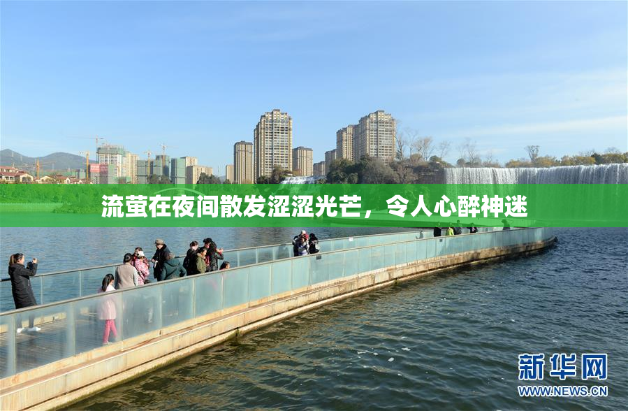 流萤在夜间散发涩涩光芒，令人心醉神迷