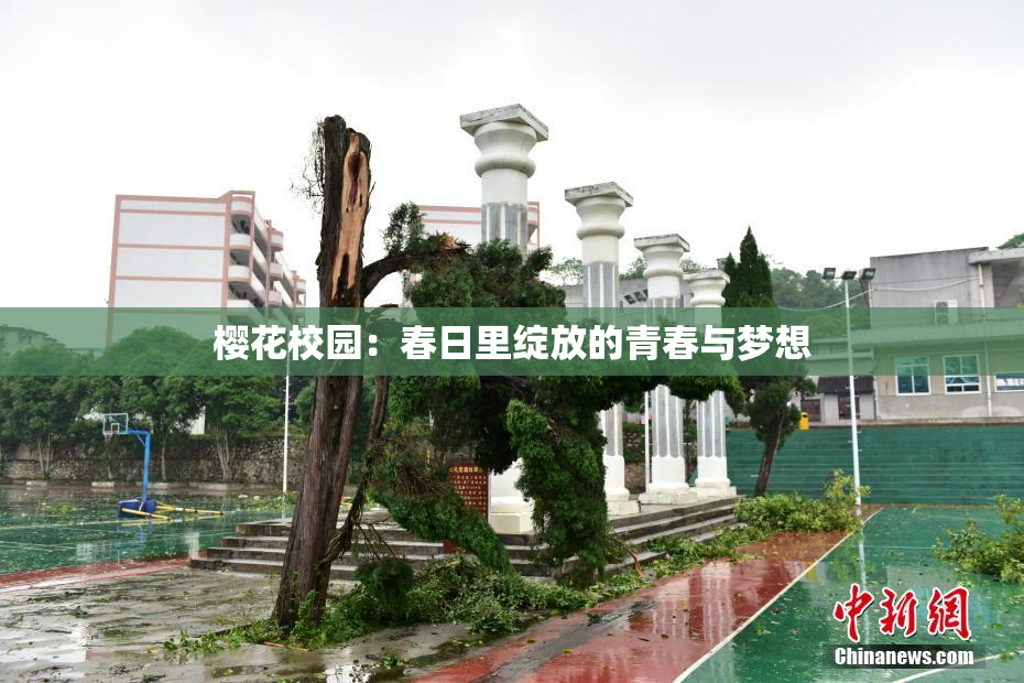 樱花校园：春日里绽放的青春与梦想