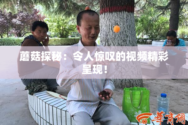 蘑菇探秘：令人惊叹的视频精彩呈现！