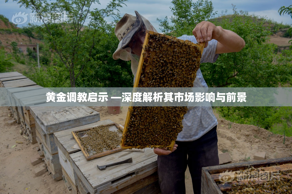 黄金调教启示 —深度解析其市场影响与前景