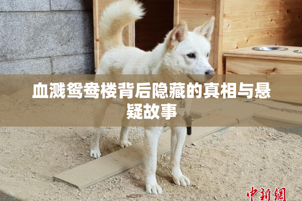 血溅鸳鸯楼背后隐藏的真相与悬疑故事