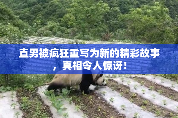 直男被疯狂重写为新的精彩故事，真相令人惊讶！