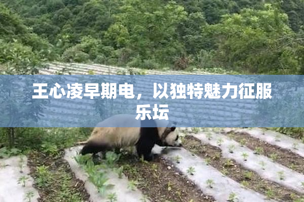 王心凌早期电，以独特魅力征服乐坛