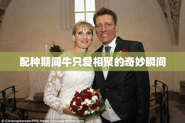 配种期间牛只爱相聚的奇妙瞬间