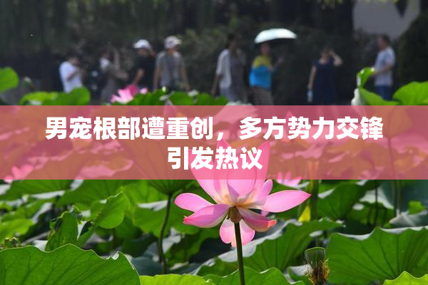 男宠根部遭重创，多方势力交锋引发热议