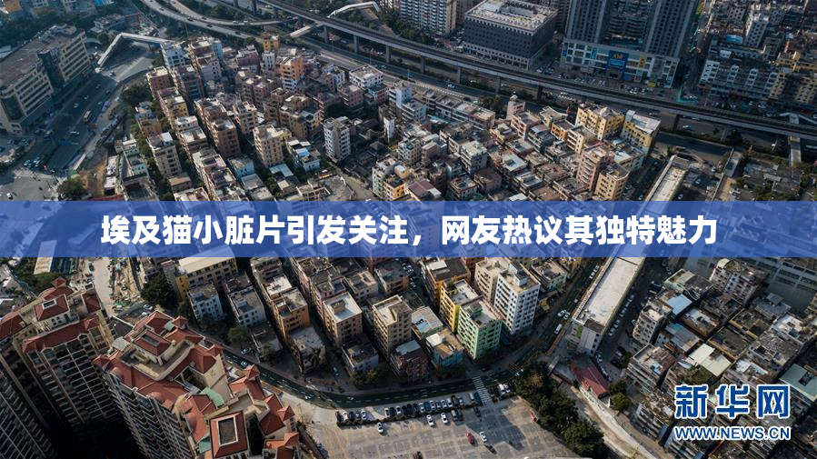埃及猫小脏片引发关注，网友热议其独特魅力