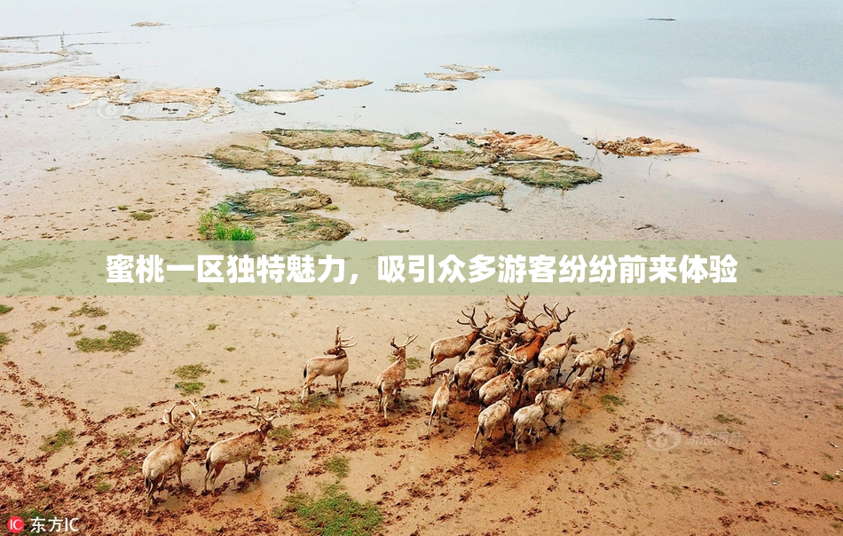 蜜桃一区独特魅力，吸引众多游客纷纷前来体验