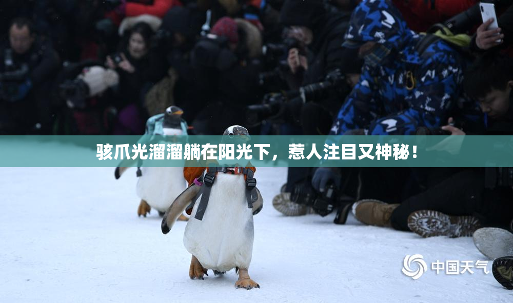 骇爪光溜溜躺在阳光下，惹人注目又神秘！