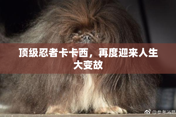 顶级忍者卡卡西，再度迎来人生大变故