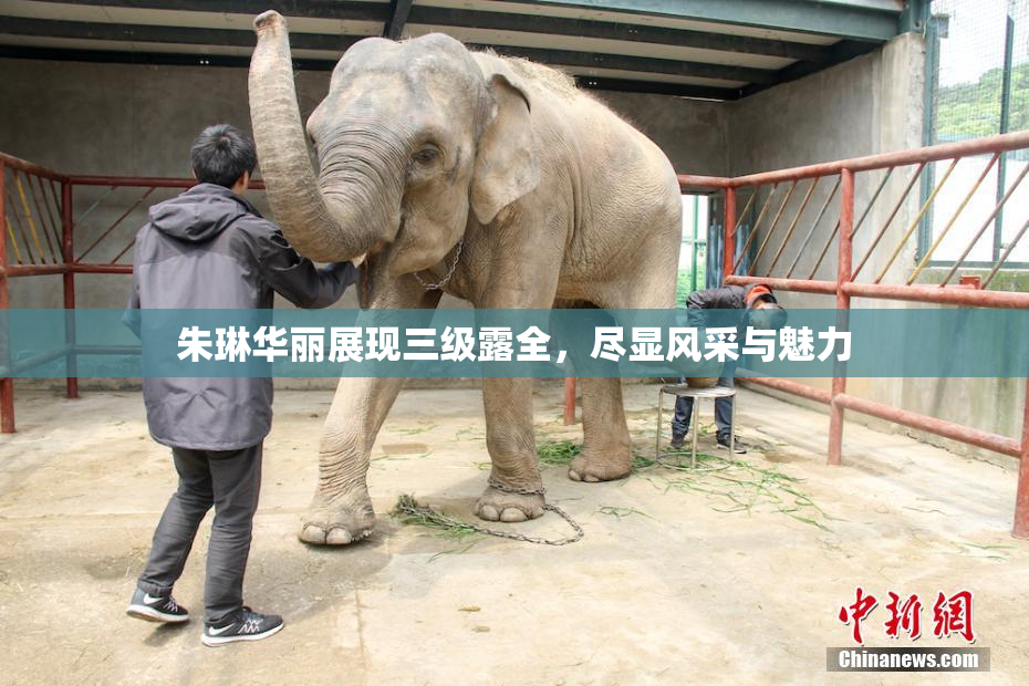 朱琳华丽展现三级露全，尽显风采与魅力